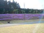 千本桜