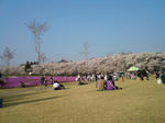 千本桜
