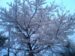 千本桜