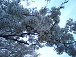 千本桜