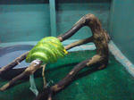 熱帯園爬虫類４