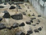 熱帯園１