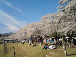 １１年千本桜