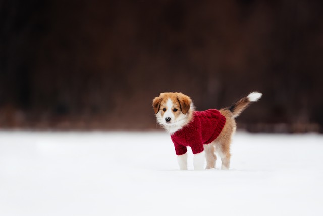 犬の着せ替え体験は、最も美しいものではなく、より美しいものです