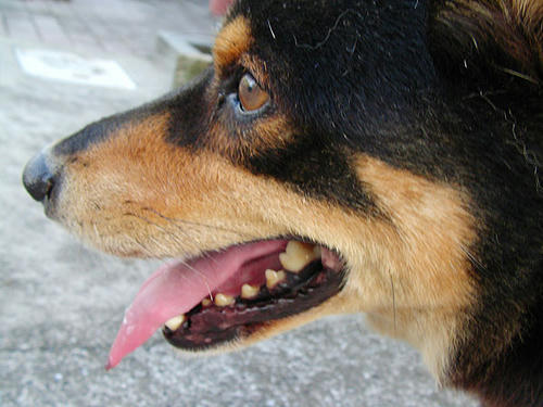 お散歩まだかな