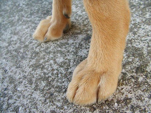 ぼくのまえあし