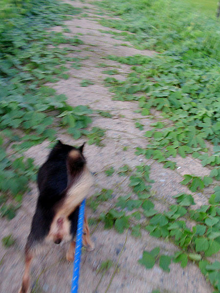 ツル草だらけ！