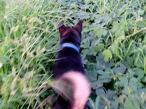 さんぽ！さんぽ！