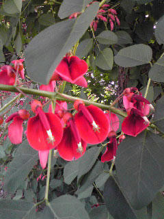 アメリカデイゴの花