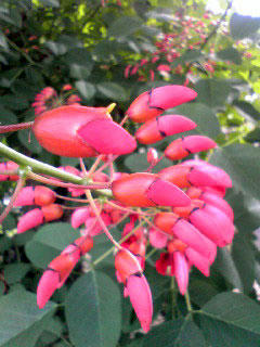 デイゴのツボミ