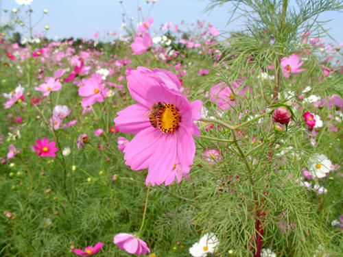 コスモス畑
