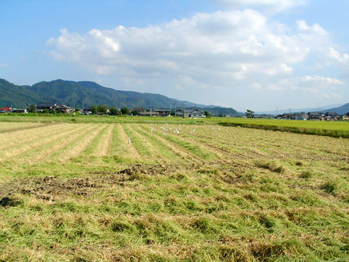 稲刈り後の田んぼ