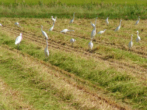 シラサギたち