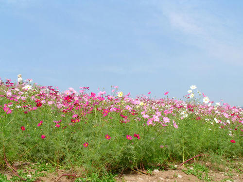秋の空とコスモス