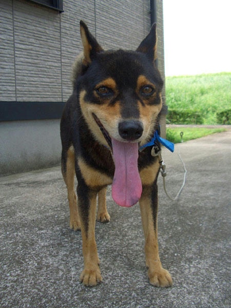 はやく涼しくな～れ～