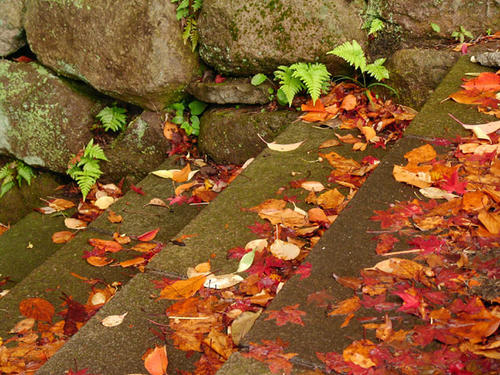 紅葉のじゅうたん