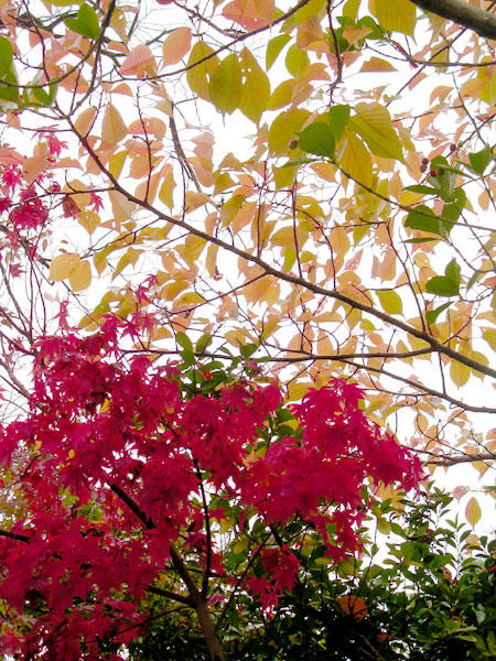 赤と黄色の強烈コントラスト