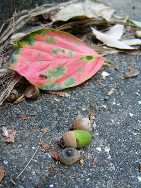 通学路で見つけた秋の落とし物