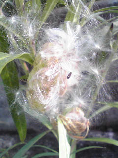 わたわたわたあめ