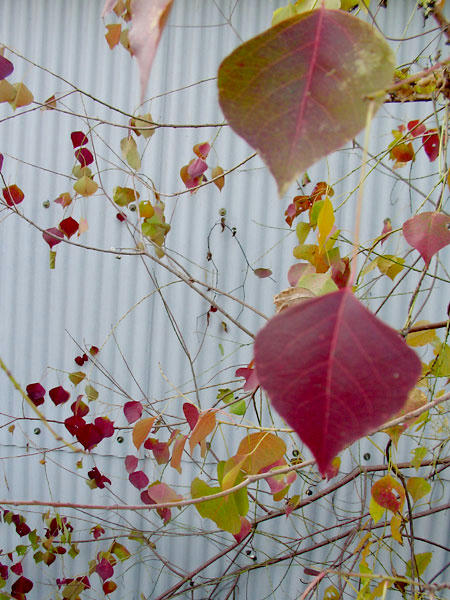 葉っぱがいっぱい