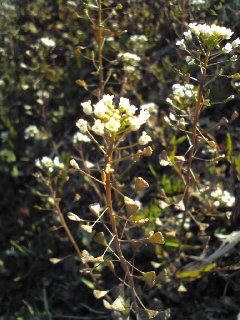 ナズナいっぱい