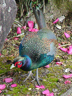 ゴージャス☆オス