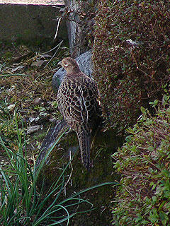 ナイスポーズ☆メス