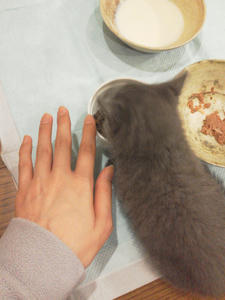 catwithmyhand.jpg