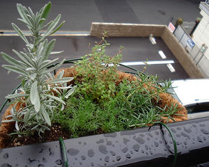 herbs.JPG