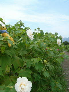 0914DSC06559.jpg
