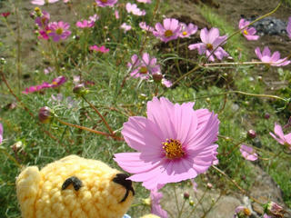 1008DSC07037.jpg