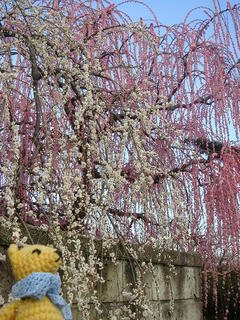 0307DSC09870.jpg