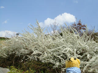 0326DSC00193.jpg