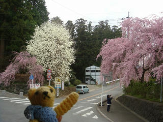0329DSC00290.jpg