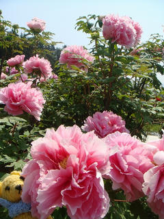 0422DSC09630.jpg