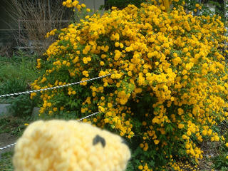 0426DSC09591.jpg