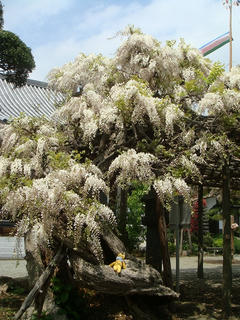0429DSC09727.jpg