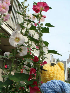 0627DSC00852.jpg