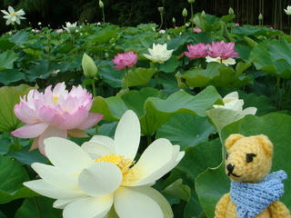 0709DSC01498.jpg