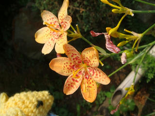 0730DSC01891.jpg