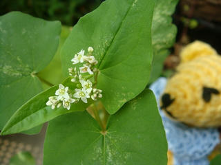 0809DSC09926.jpg