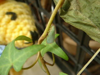 1008DSC00594.jpg