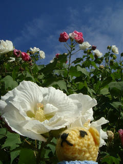 1008DSC00606.jpg