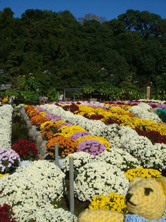 1113DSC01152.jpg