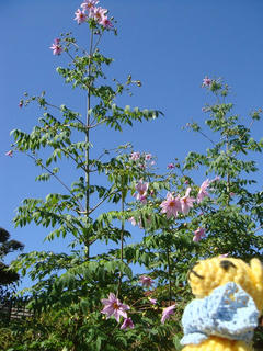 1113-1DSC01147.jpg