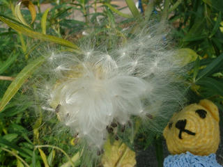 1115DSC01202.jpg