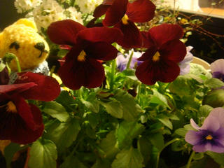0126DSC03095.jpg