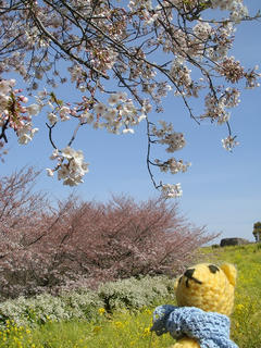 0403DSC03781.jpg