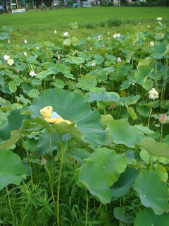 0717DSC05581.jpg