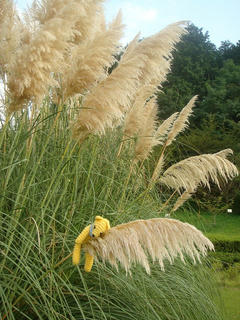 0916DSC06579.jpg